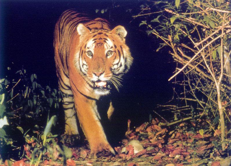 lj Royal Bengal Tiger2.jpg