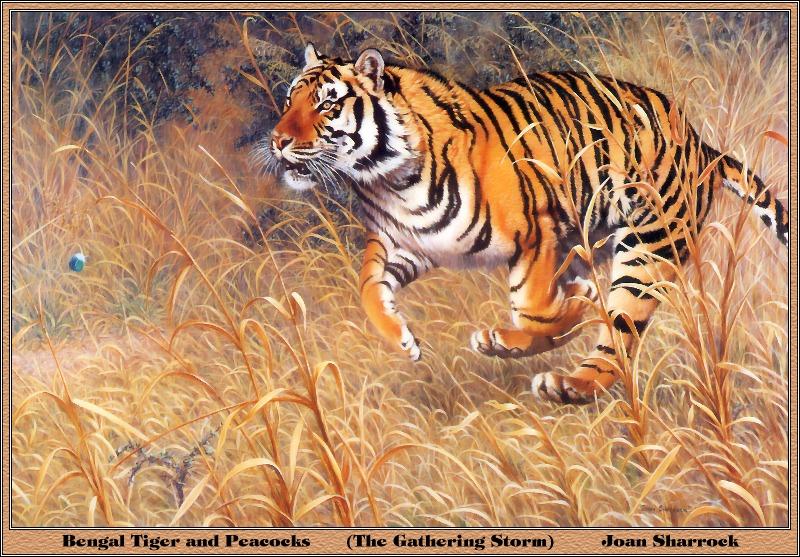 p-bwa-29-Bengal Tiger-runs-Painting by Joan Sharrock.jpg