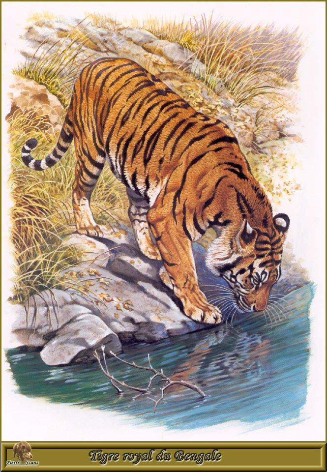 PO pfrd 003 Tigre royal du Bengale.jpg