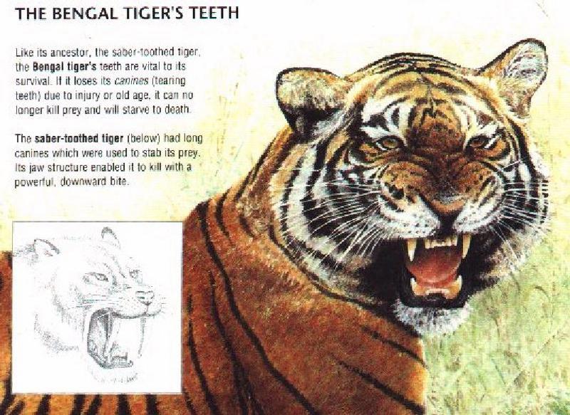 Saber-toothed Tiger-Bengal Tiger-Feature Sheet.jpg