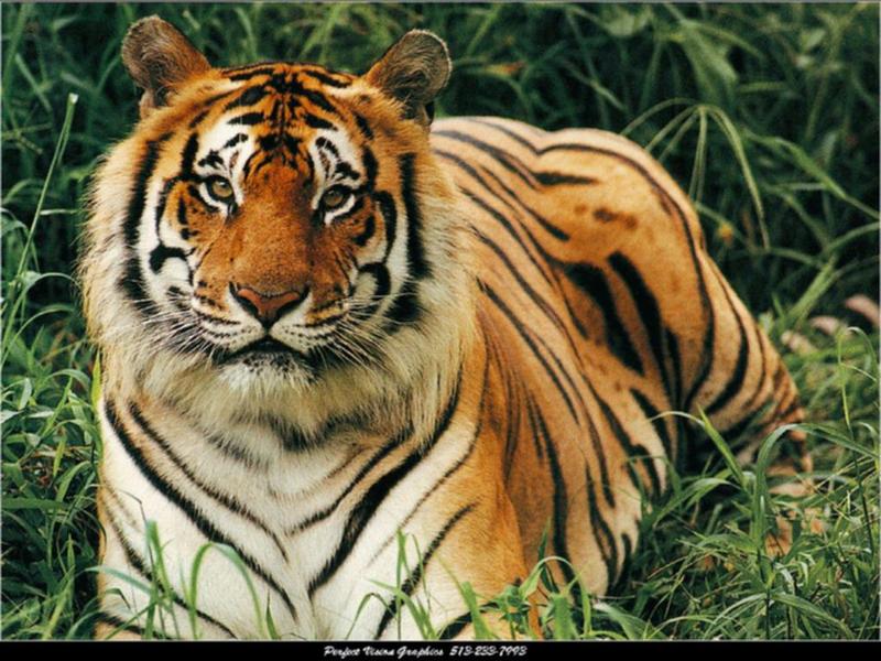 wild-27 Bengal Tiger.jpg