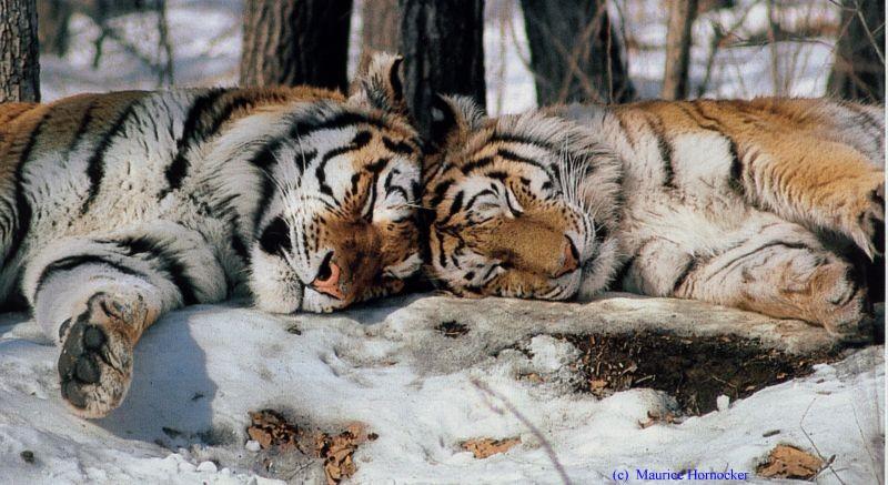 2headsb-Siberian Tigers-pair resting on snow.jpg