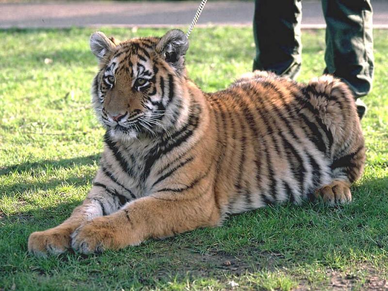Amba-Siberian Tiger-juvenile on grass.jpg