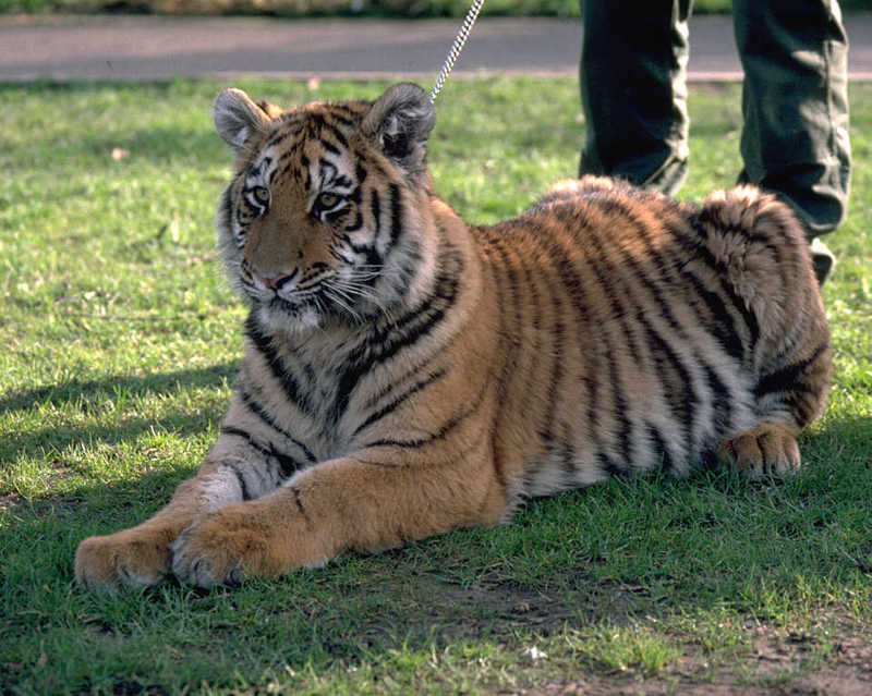 Amber-Siberian Tiger-female cub on grass.jpg