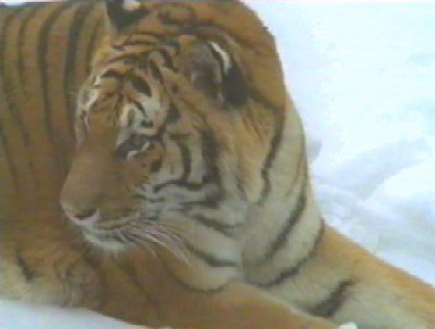 bigcat15-Tiger-On Snow.jpg