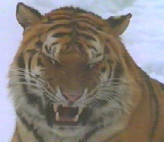 bigcat16-Tiger-Roaring Face Closeup.jpg