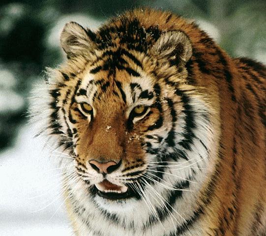 cold tiger.jpg