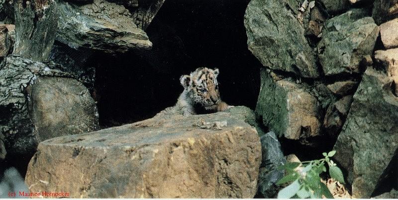 cub-Siberian Tiger-cub in rock cave den.jpg