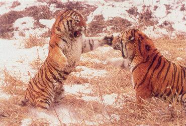 lj Siberian Tigers-Harbin.jpg