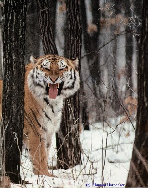 peekaboo-Siberian Tiger-standing in snow forest.jpg