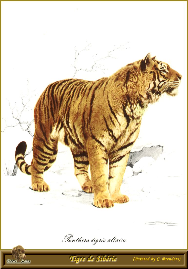 PO pfel 14 Tigre de Siberie.jpg