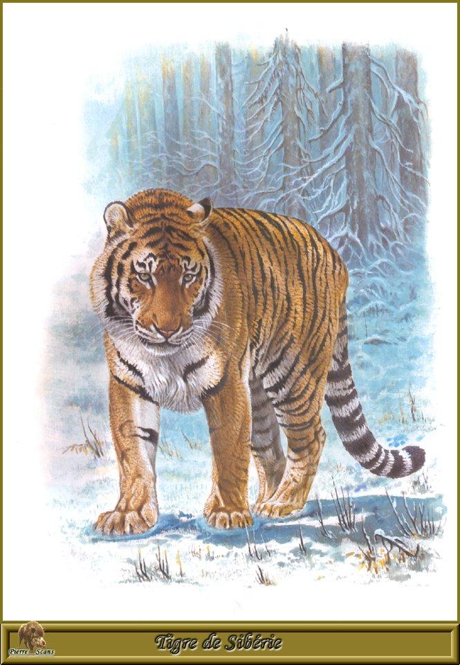 PO pfrd 002 Tigre de Siberie.jpg