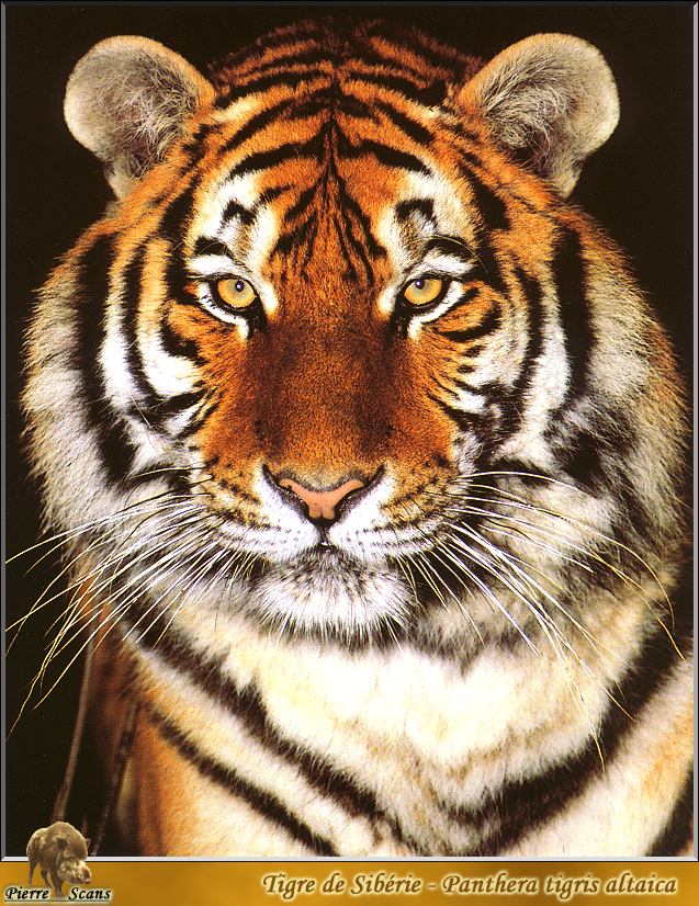 PO wl 082 Tigre de Siberie.jpg