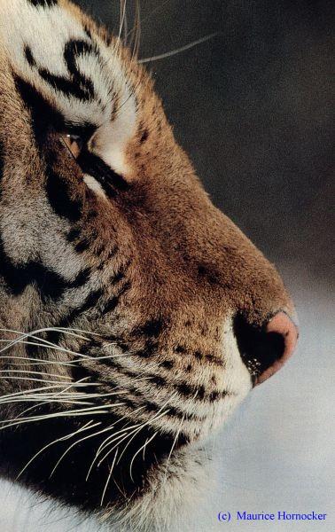 profile-Siberian Tiger-face closeup.jpg