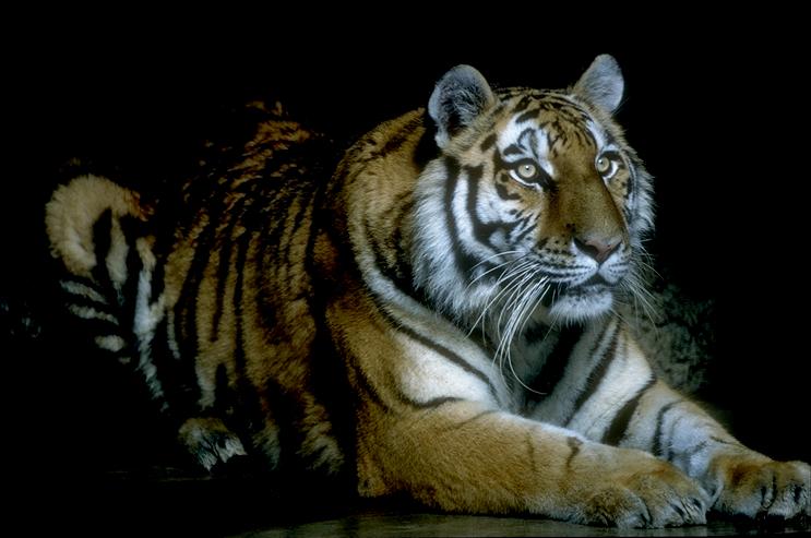 SHImg0022-San Diego Zoo-Siberian Tiger.jpg