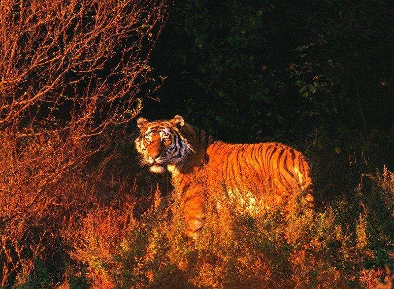 siberian tiger (panthera tigris).jpg