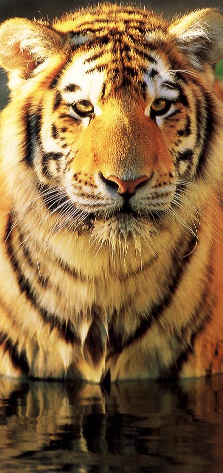 Siberian Tiger 2.jpg