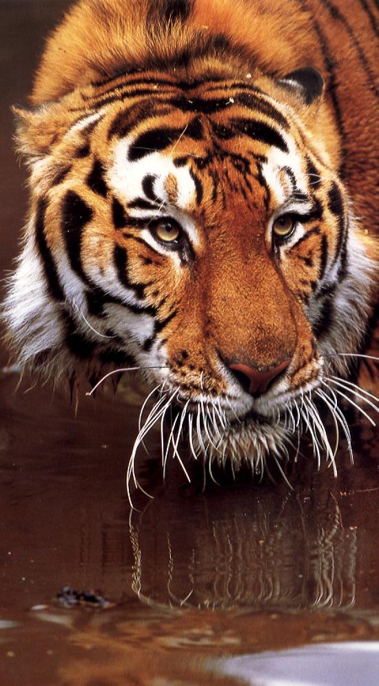 Siberian Tiger 3.jpg