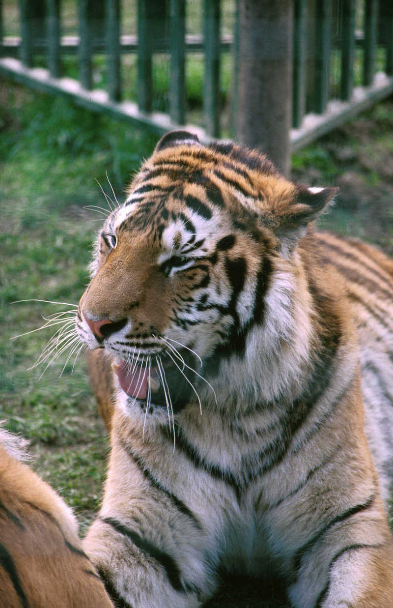 Siberian Tiger male at Paradise Wildlife Park.jpg
