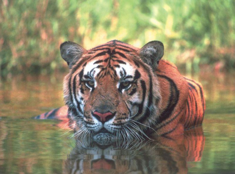 Siberian Tiger-by Joel Williams.jpg