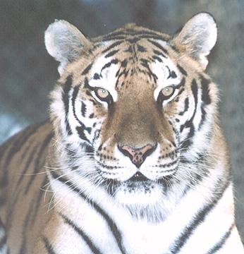 Siberian tiger-natasha-face closeup.jpg