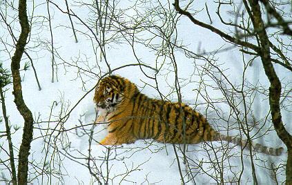 Siberian Tiger-Sitting on snow.jpg