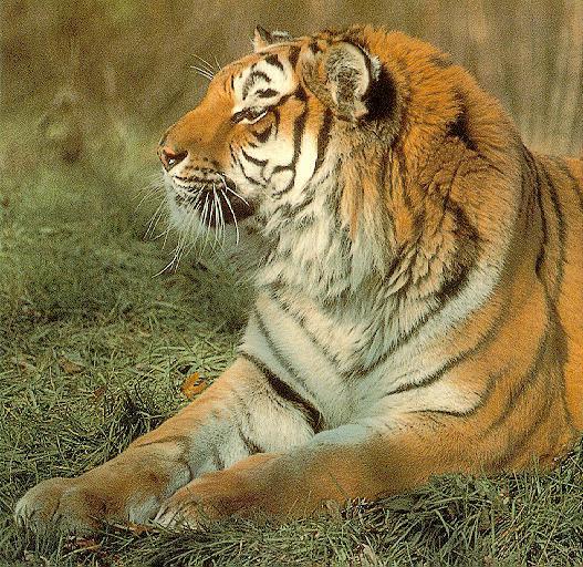 Siberian Tiger.jpg