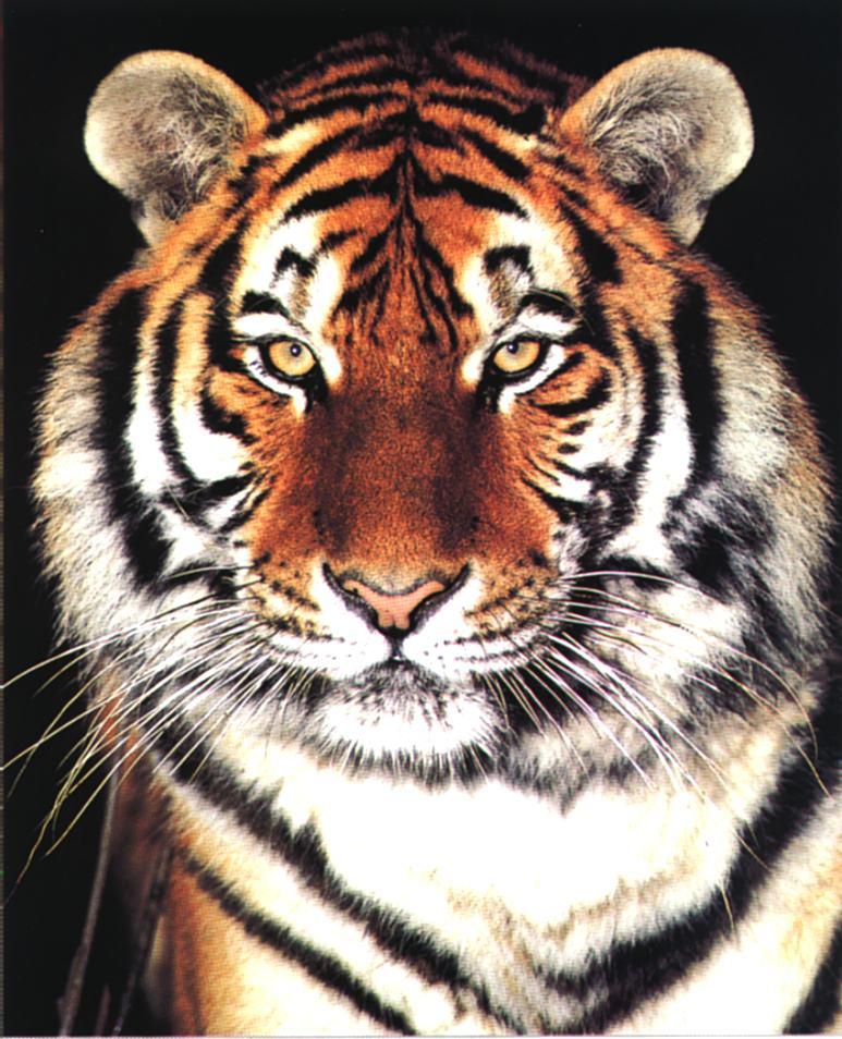 Siberian Tiger face1sm f-Closeup.jpg
