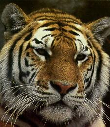 Siberian Tiger Face Closeup.jpg