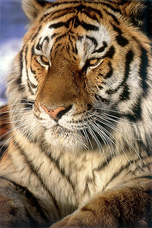 Siberian Tiger Sitting Closeup.jpg