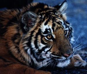 Siberian Tiger-Resting-Face Closeup.jpg