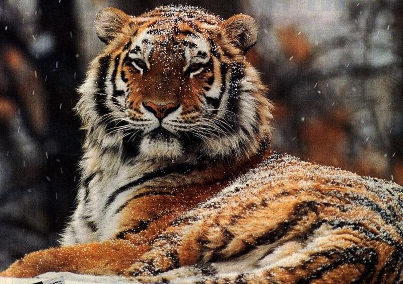 Tiger001 sitting in falling snow.jpg