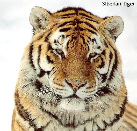 tiger06-Siberian Tiger-face closeup.jpg