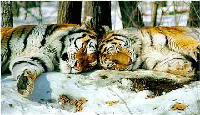 Tiger1-Siberian Tigers-resting on snow ground.jpg