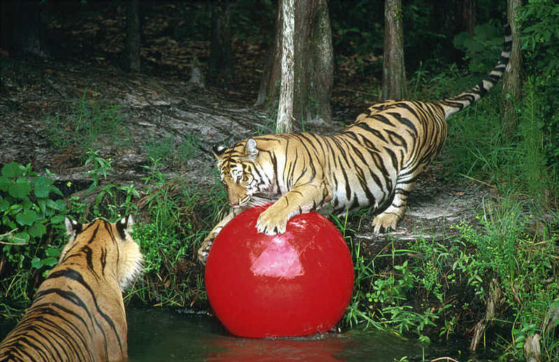 Tiger2-Siberian Tigers-playing.jpg