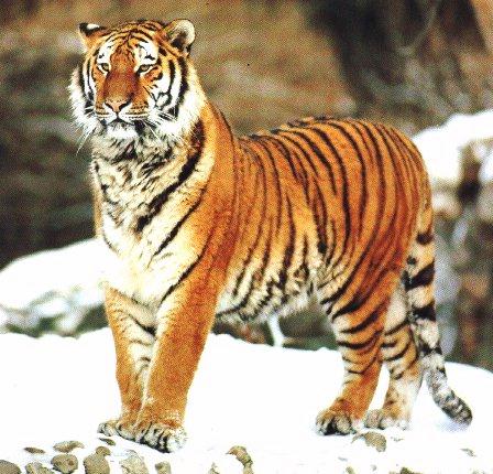 tiger3-Proud On Snow.jpg