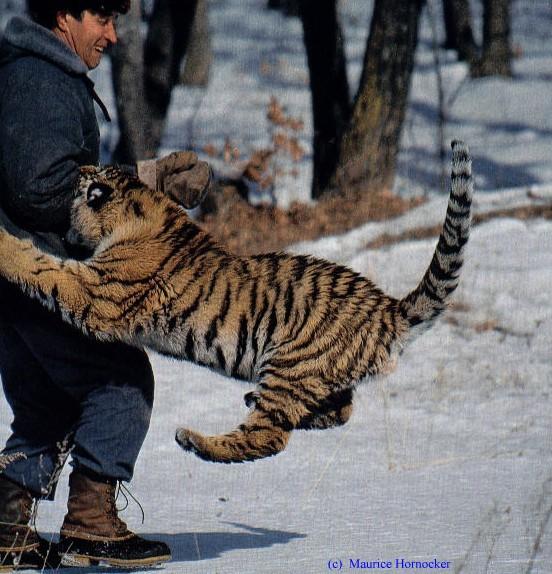 tiger-man-Siberian Tiger-juvenile playing with a guard.jpg