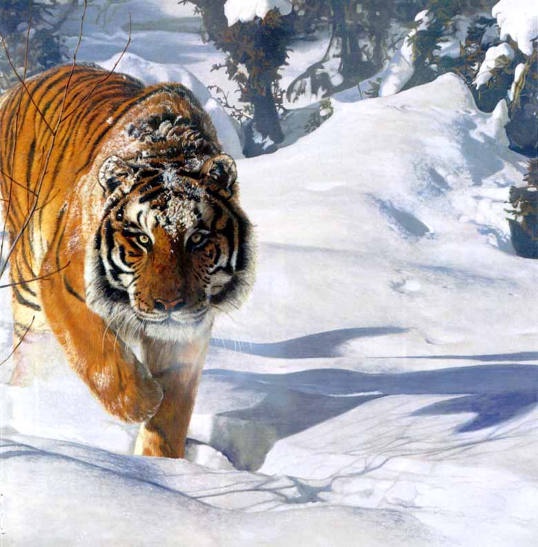 Tyger Tyger-Siberian Tiger on snow-Painting.JPG