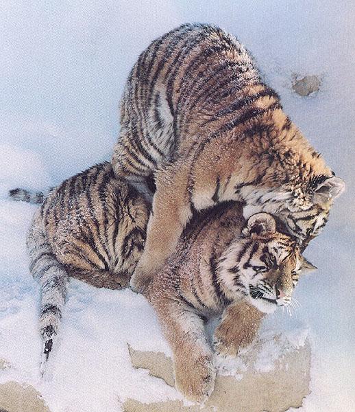 wildcat34-tiger.jpg