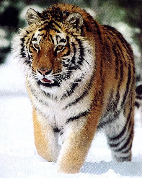 wildcat35-tiger.jpg