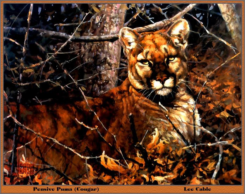 p-bwa-01-Pensive Puma-Cougar-Painting by Lee Cable.jpg