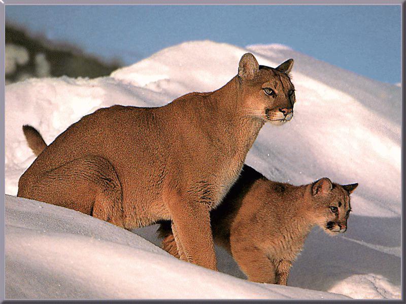 Poema01-Cougars-mom and baby-on snow hill.jpg