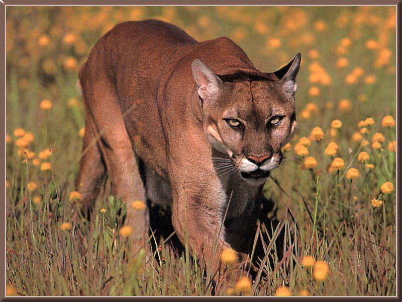 Poema02-Cougar-wandering in flower field-closeup.jpg