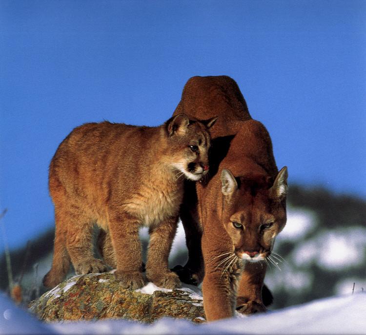 Puma and Kitten.jpg