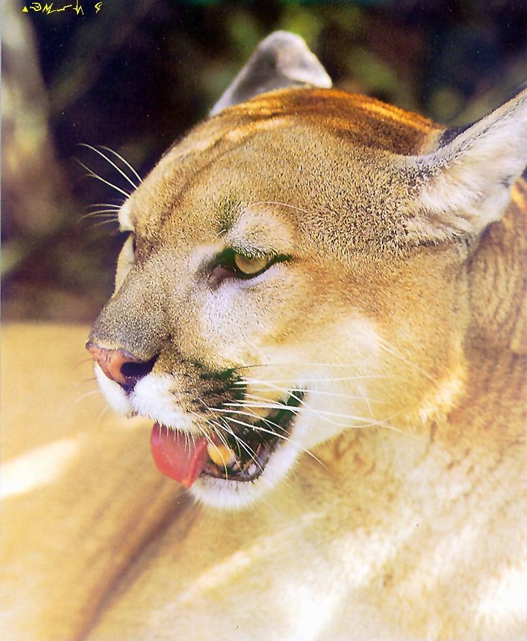 Puma-Cougar face closeup.jpg