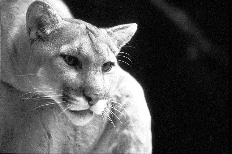 Cougar-Mountain Lion Closeup.jpg