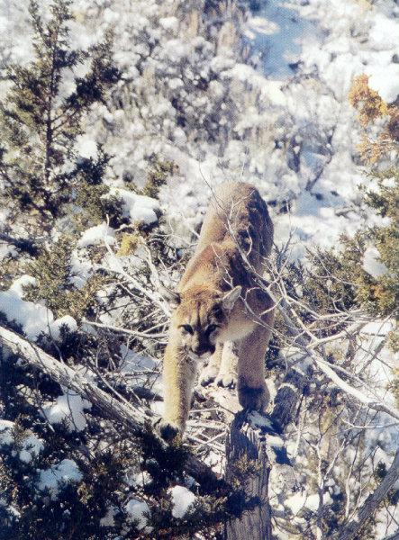 lj Ralph Willits Nevada Mountain Lion.jpg
