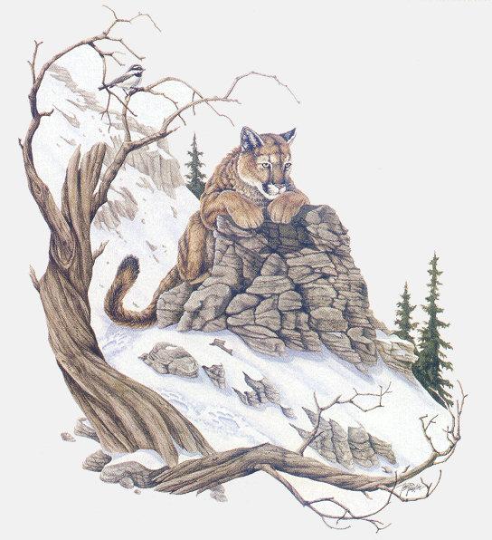 lj Tim Pinkston Mountain Lion.jpg
