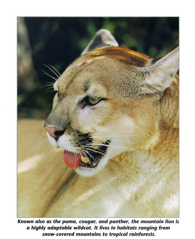 mammal12-Mountain Lion-face closeup.jpg