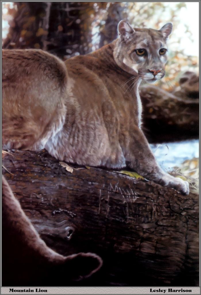 p-bwa-43-Mountain Lion-Painting by Lesley Harrison.jpg